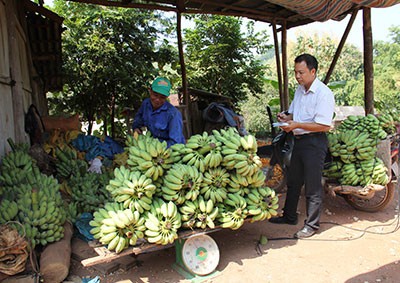 莱州省霍隆边境乡农民靠种植香蕉脱贫 - ảnh 1