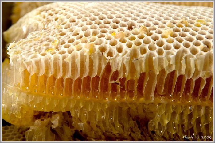 养蜂致富和适应气候变化 - ảnh 1