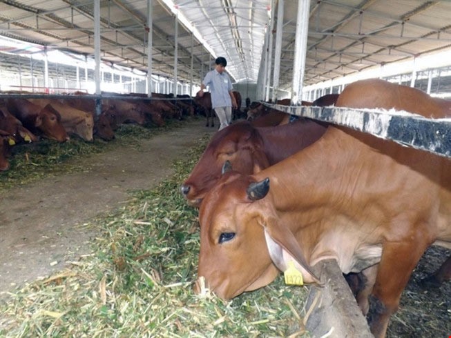 越南与澳大利亚加强肉牛和奶牛饲养合作   - ảnh 1