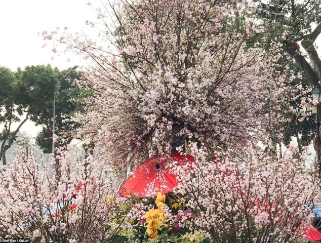 河内将于3月份举行樱花节 - ảnh 1