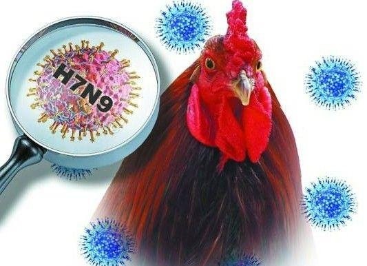 ВОЗ: Необходимо проводить проверки для предотвращения заражения людей H7N9 - ảnh 1