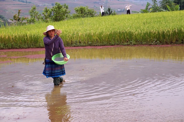 Красота северо-западного региона Вьетнама после полива террасных полей - ảnh 6