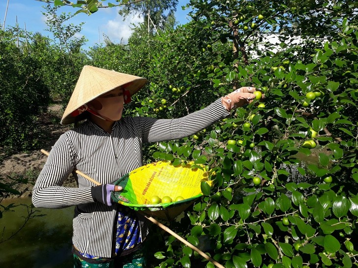 Жёлто-зелёные яблоки провинции Шокчанг дают хороший урожай и продаются по высоким ценам - ảnh 2