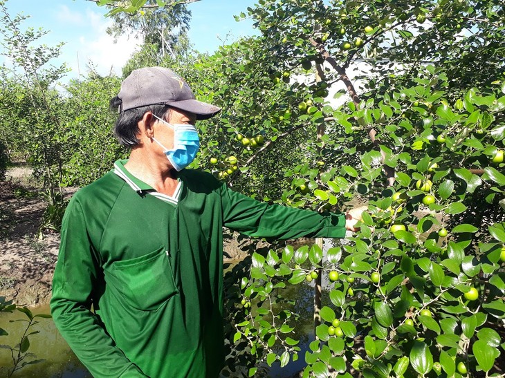 Жёлто-зелёные яблоки провинции Шокчанг дают хороший урожай и продаются по высоким ценам - ảnh 1