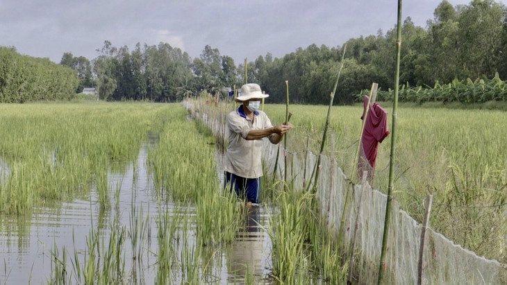 В провинции Хаузянг выращивают рыб на рисовых полях во время паводка - ảnh 2
