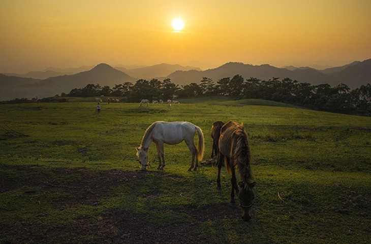 Белые лошади на холме Хаусао провинции Лангшон - ảnh 12
