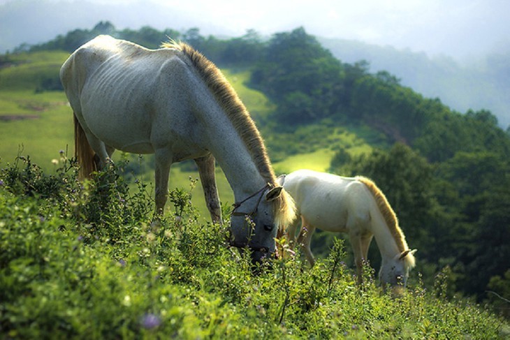 Белые лошади на холме Хаусао провинции Лангшон - ảnh 4