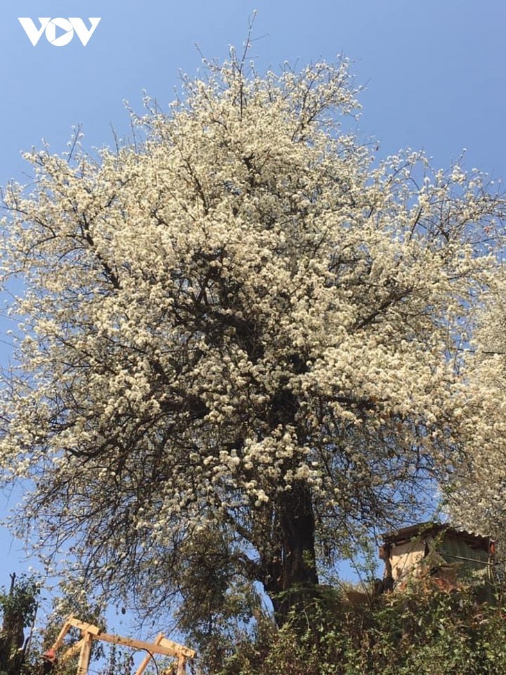 Цветы Шонча расцветают в провинции Шонла  - ảnh 6