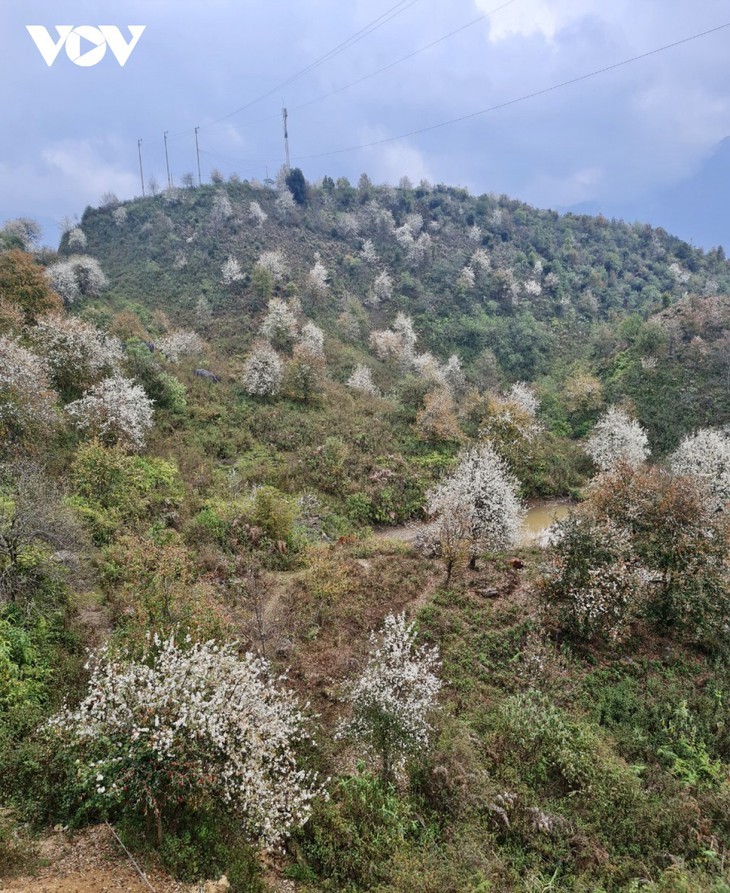 Цветы Шонча расцветают в провинции Шонла  - ảnh 4