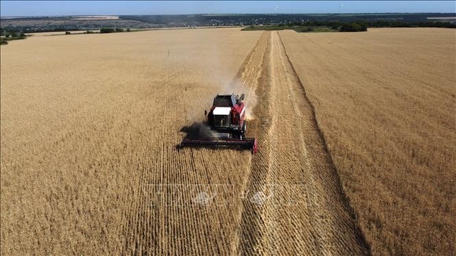 Украина продолжит подготовку к экспорту зерна  - ảnh 1