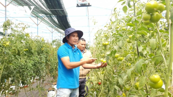 В провинции Ламдонг повышают стоимость сельхозпродукции за счет взаимодействия в производстве - ảnh 1