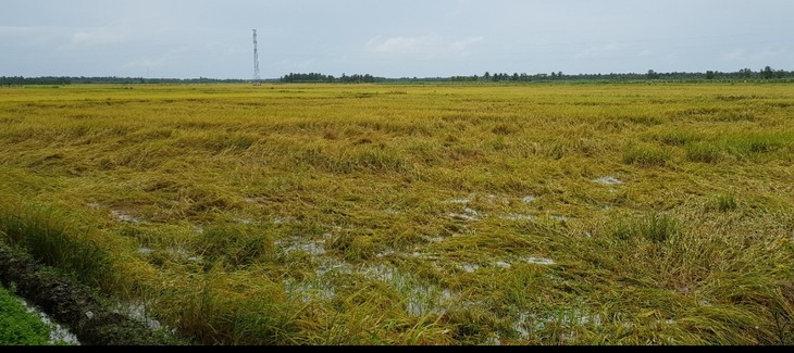Эффективность выращивания риса на больших полях в общине Фукан провинции Чавинь - ảnh 1