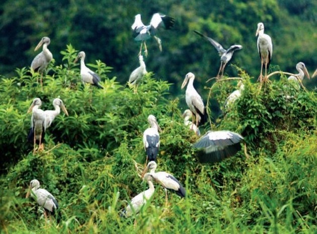 Парк птиц Тхунгнхам в провинции Ниньбинь - ảnh 8