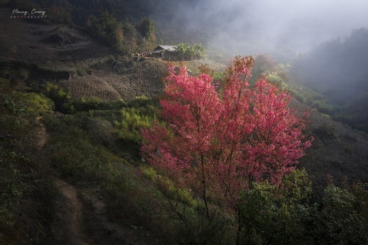 Мукангчай в сезоне цветения лесных персиковых деревьев  - ảnh 2