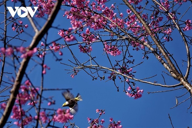 Мукангчай в сезоне цветения лесных персиковых деревьев  - ảnh 8