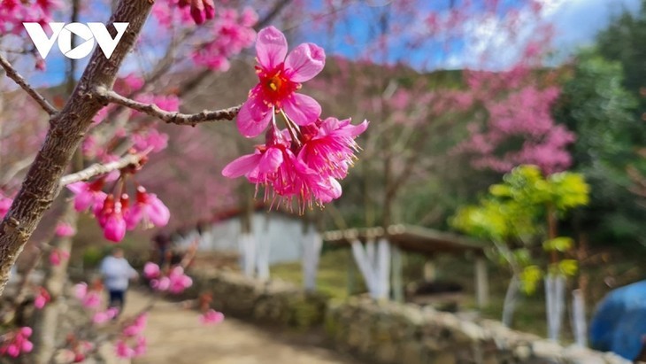 Мукангчай в сезоне цветения лесных персиковых деревьев  - ảnh 9