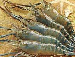 Vietnam and the US begin consultation on Vietnam’s shrimp lawsuit - ảnh 1