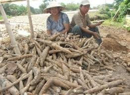 Cassava exports earn 1 billion USD - ảnh 1