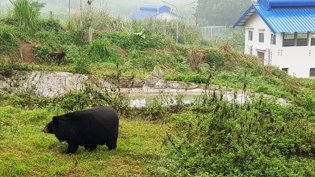 Ninh Binh sanctuary saves bears from bile farming  - ảnh 2