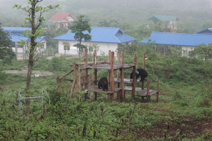 Ninh Binh sanctuary saves bears from bile farming  - ảnh 3