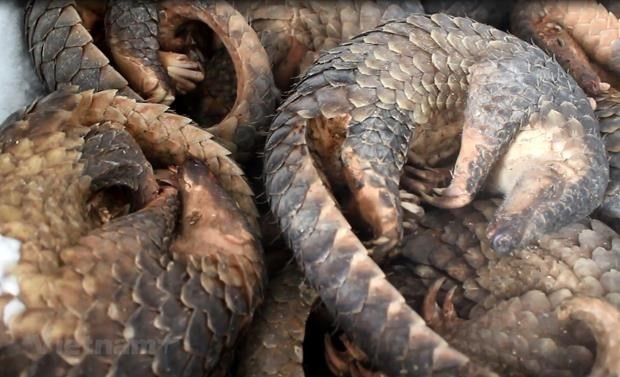 WWF urges end to wildlife trade, consumption in Asia-Pacific - ảnh 1
