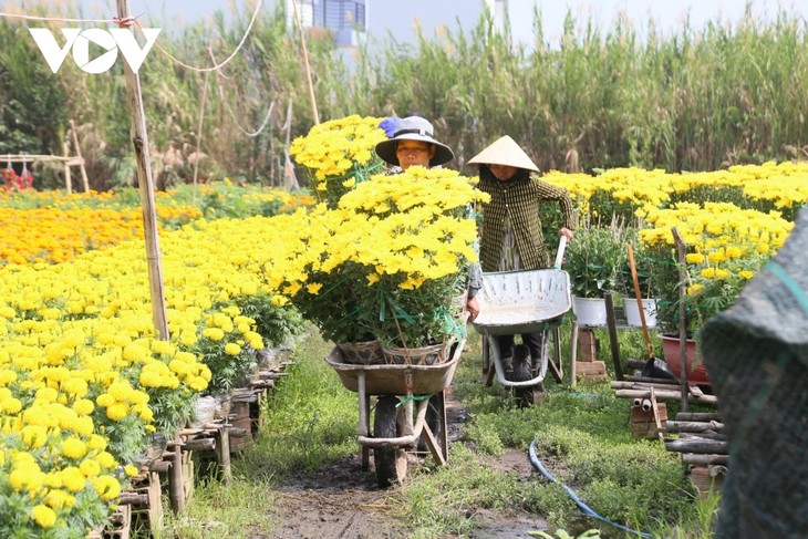 Pho Tho flower village in bloom just in time for Tet - ảnh 12