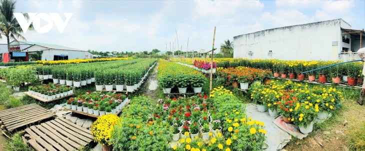 Pho Tho flower village in bloom just in time for Tet - ảnh 1