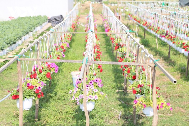 Pho Tho flower village in bloom just in time for Tet - ảnh 6
