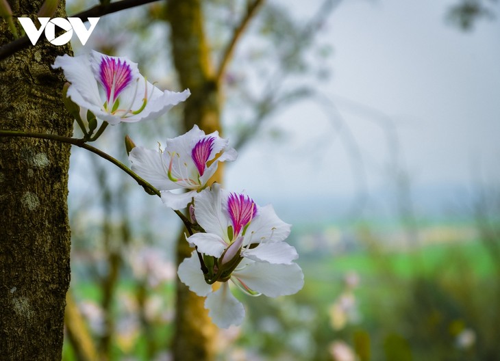 Hoa ban nở trắng núi rừng Điện Biên - ảnh 11