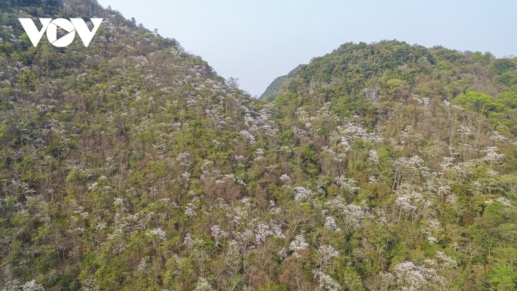 Hoa ban nở trắng núi rừng Điện Biên - ảnh 1