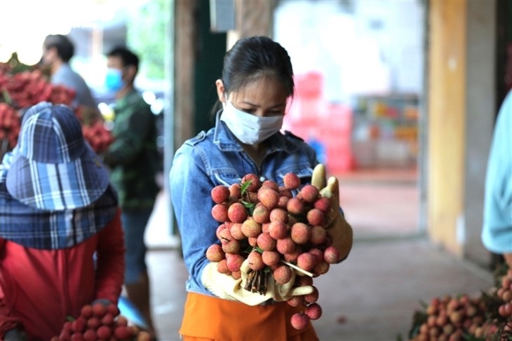 Exploring the lychee capital of Vietnam in harvest season - ảnh 10