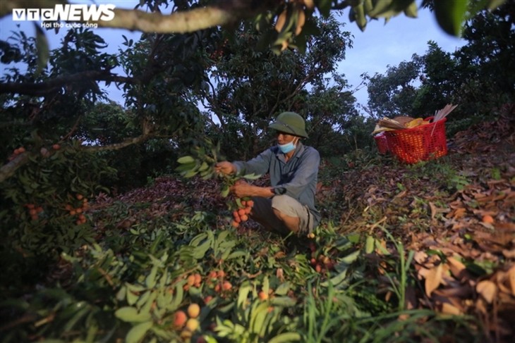Exploring the lychee capital of Vietnam in harvest season - ảnh 1
