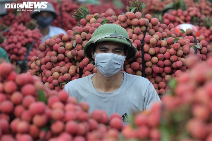 Exploring the lychee capital of Vietnam in harvest season - ảnh 5
