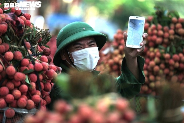 Exploring the lychee capital of Vietnam in harvest season - ảnh 9