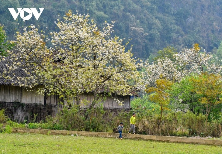 Mùa hoa lê đẹp như mơ dưới thung lũng Xuân Trường, Cao Bằng - ảnh 11