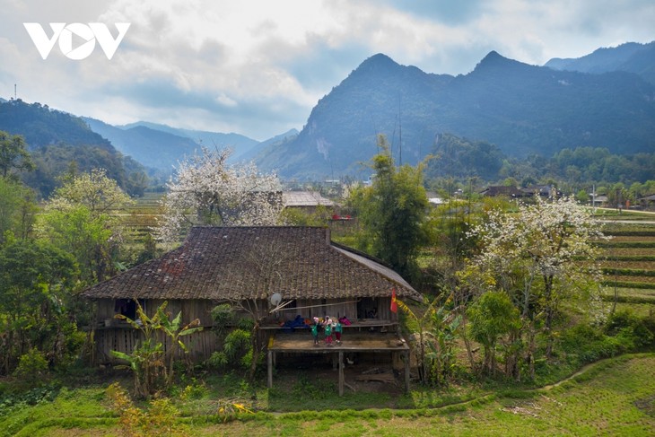 Mùa hoa lê đẹp như mơ dưới thung lũng Xuân Trường, Cao Bằng - ảnh 1