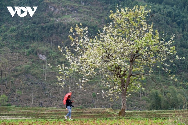 Mùa hoa lê đẹp như mơ dưới thung lũng Xuân Trường, Cao Bằng - ảnh 5