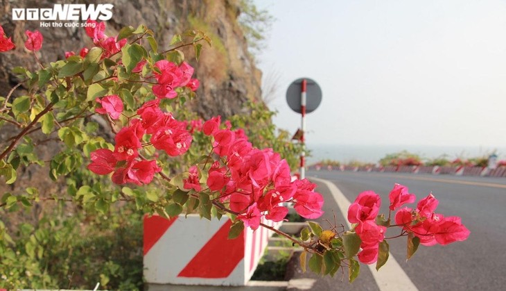 Chiêm ngưỡng con đường đẹp như tranh vẽ xuyên đảo Cát Bà - ảnh 16