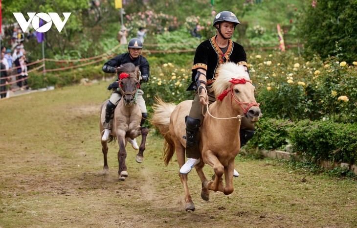 Hấp dẫn giải đua “Vó ngựa trên mây” giữa thung lũng hoa hồng lớn nhất Việt Nam - ảnh 2