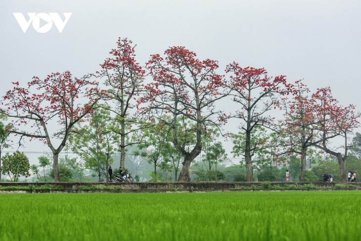 Ngắm hoa gạo nở đỏ rực trên những nẻo đường làng quê Bắc Bộ - ảnh 2