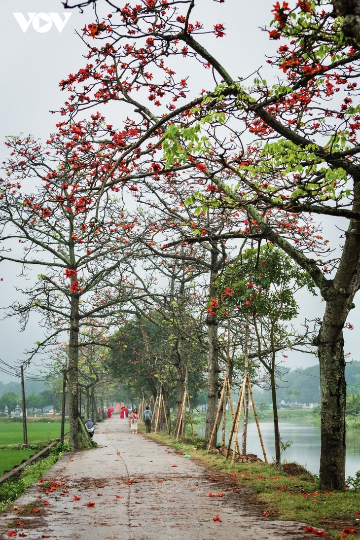 Ngắm hoa gạo nở đỏ rực trên những nẻo đường làng quê Bắc Bộ - ảnh 9