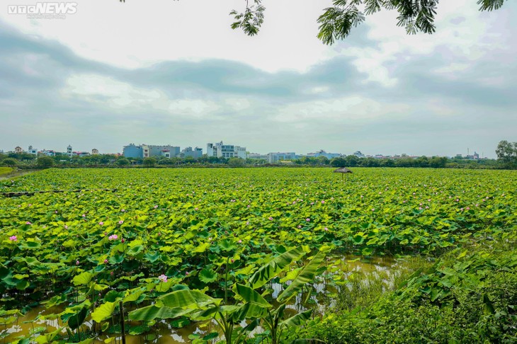 Ngắm cánh đồng sen đẹp hút hồn tại khuôn viên Học viện Nông nghiệp Việt Nam - ảnh 1