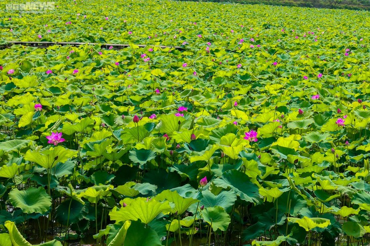 Ngắm cánh đồng sen đẹp hút hồn tại khuôn viên Học viện Nông nghiệp Việt Nam - ảnh 2