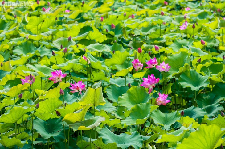Ngắm cánh đồng sen đẹp hút hồn tại khuôn viên Học viện Nông nghiệp Việt Nam - ảnh 5