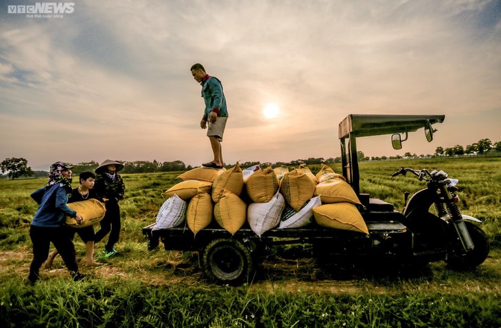 Mùa gặt bình dị ở ngoại thành Hà Nội - ảnh 10
