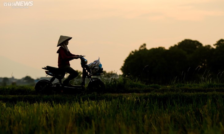 Mùa gặt bình dị ở ngoại thành Hà Nội - ảnh 11