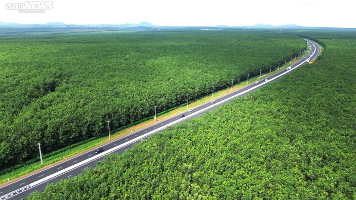 Mê mẩn rừng cao su xanh mướt ôm trọn cao tốc Dầu Giây - Phan Thiết - ảnh 3