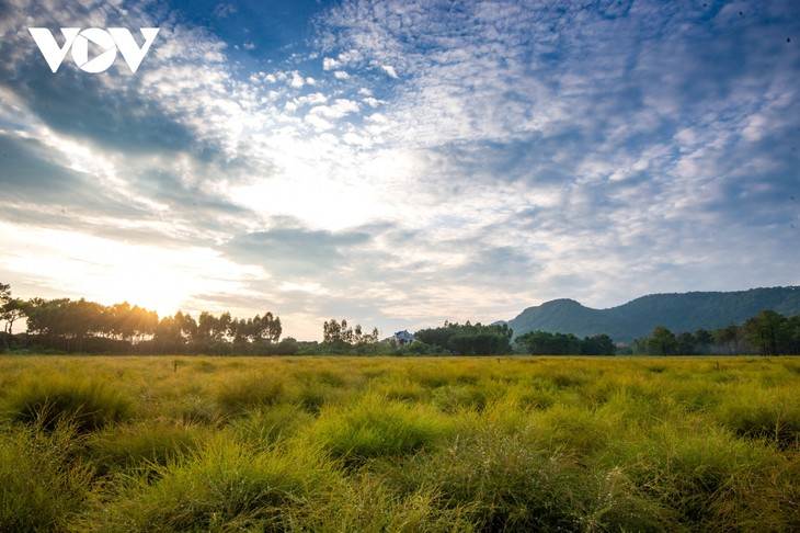 Check-in cánh đồng rễ đẹp mơ màng ở Chí Linh, Hải Dương - ảnh 4
