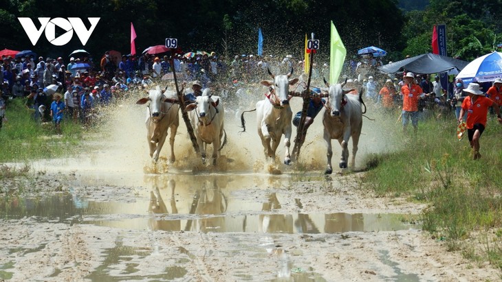 Hơn 25.000 người đến xem và cổ vũ Hội đua bò Bảy Núi - ảnh 10