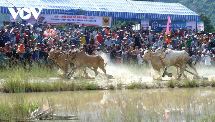 Hơn 25.000 người đến xem và cổ vũ Hội đua bò Bảy Núi - ảnh 12